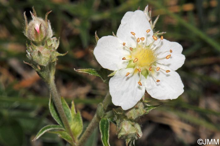 Potentilla alchimilloides = Potentilla alchemilloides