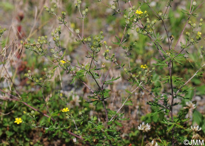 Potentilla argentea