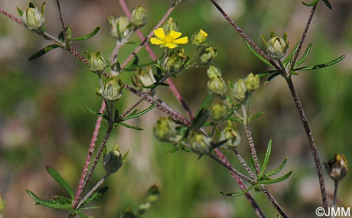 Potentilla argentea