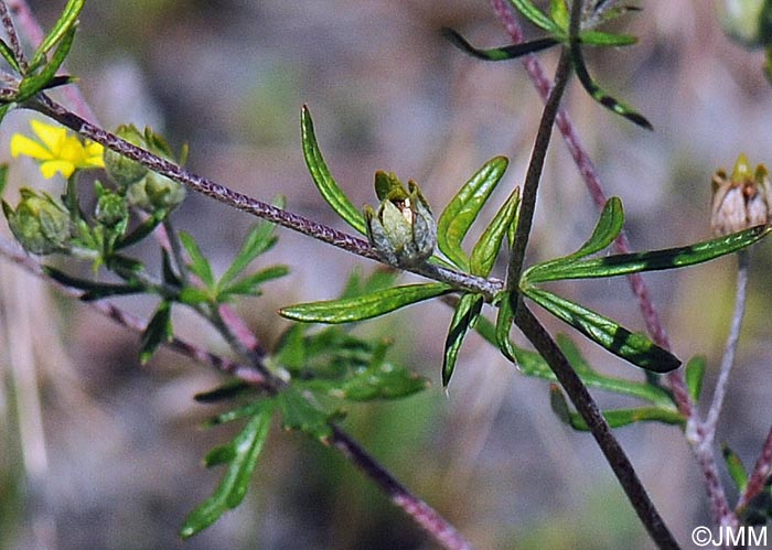 Potentilla argentea