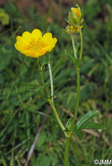 Potentilla aurea