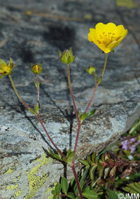 Potentilla aurea