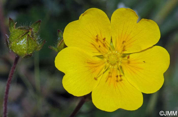 Potentilla aurea