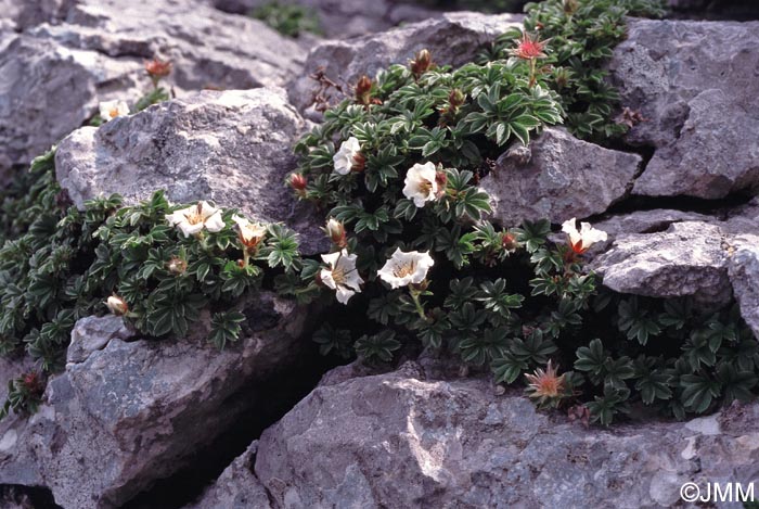 Potentilla caulescens subsp. caulescens