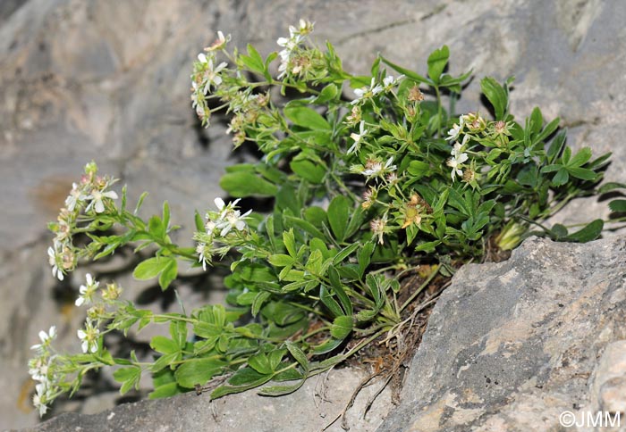 Potentilla caulescens subsp. petiolulata