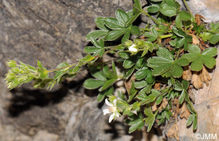 Potentilla caulescens subsp. petiolulata