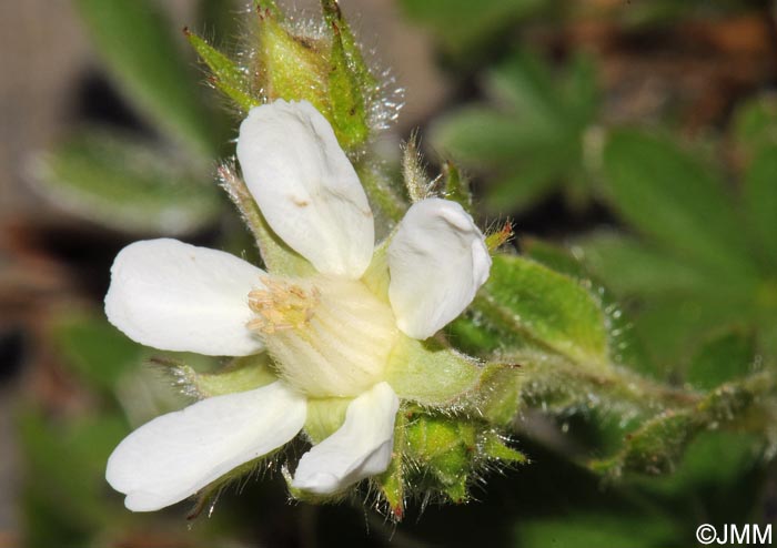 Potentilla caulescens subsp. petiolulata