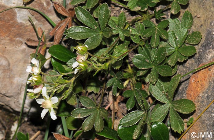 Potentilla caulescens subsp. petiolulata