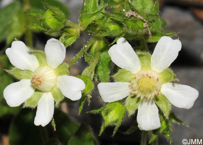 Potentilla caulescens subsp. petiolulata