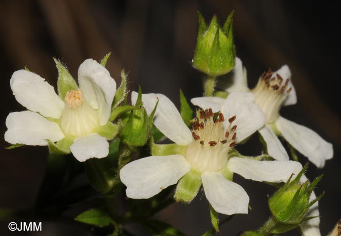 Potentilla caulescens subsp. petiolulata