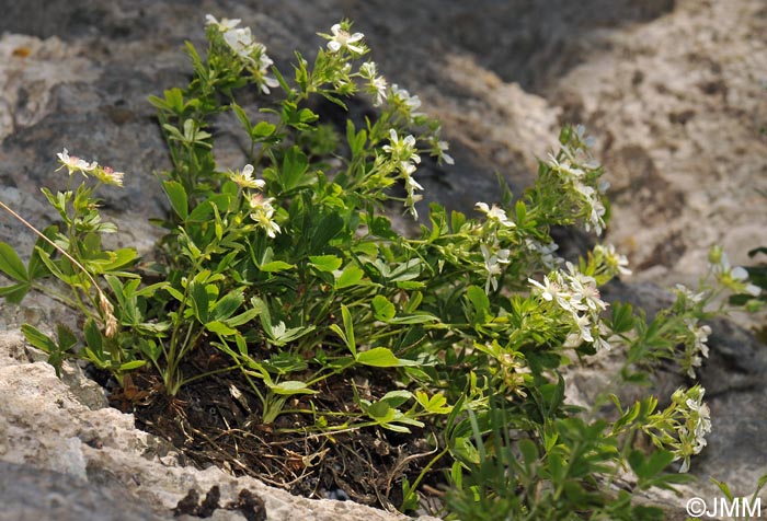 Potentilla caulescens subsp. petiolulata