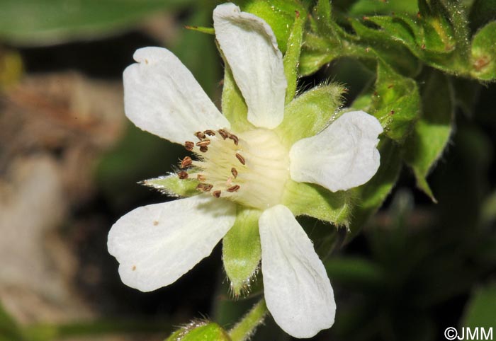 Potentilla caulescens subsp. petiolulata