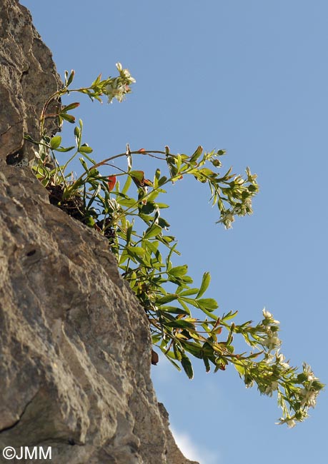 Potentilla caulescens subsp. petiolulata