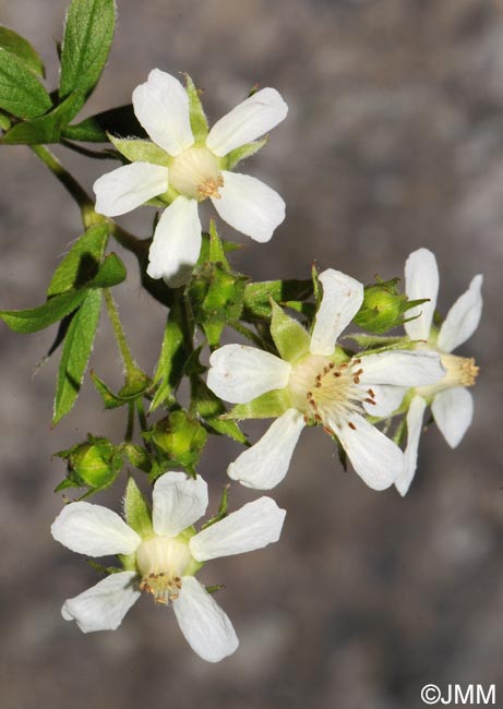 Potentilla caulescens subsp. petiolulata