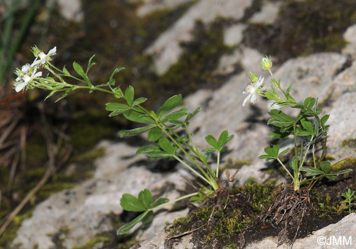 Potentilla caulescens subsp. petiolulata