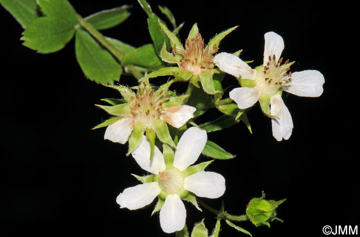 Potentilla caulescens subsp. petiolulata