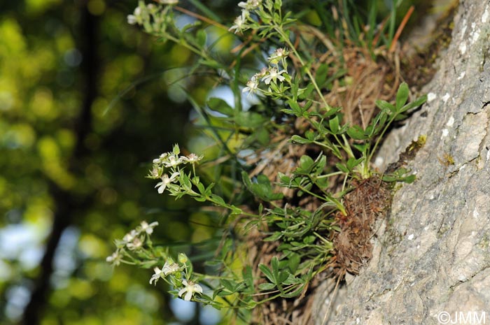 Potentilla caulescens subsp. petiolulata