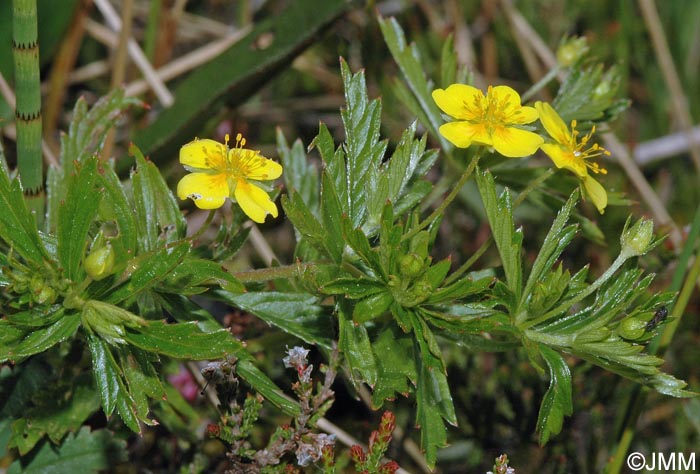 Potentilla erecta = Potentilla tormentilla