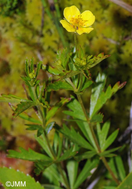 Potentilla erecta = Potentilla tormentilla