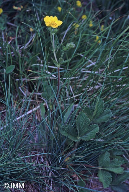 Potentilla grandiflora