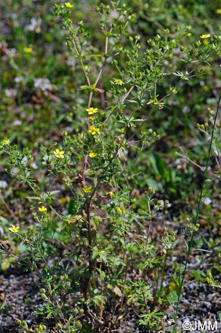 Potentilla inclinata = Potentilla canescens