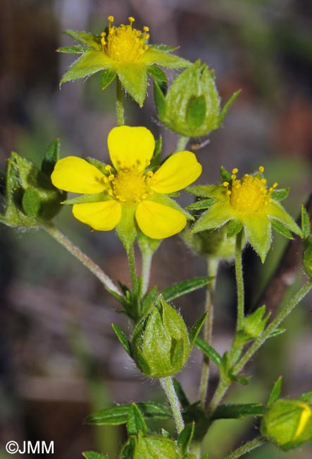 Potentilla inclinata = Potentilla canescens