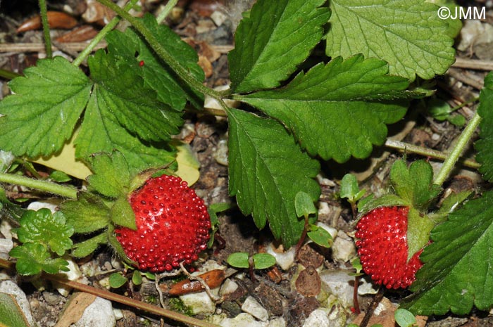 Potentilla indica = Duchesnea indica