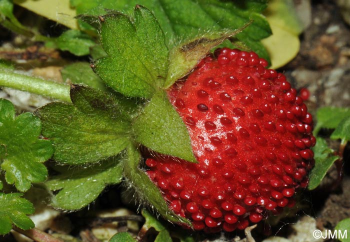 Potentilla indica = Duchesnea indica