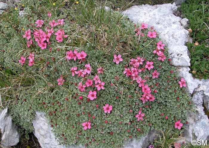 Potentilla nitida