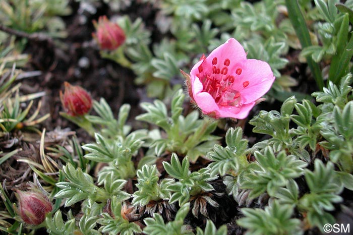 Potentilla nitida