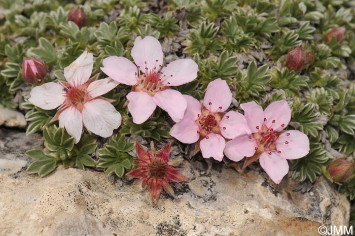 Potentilla nitida