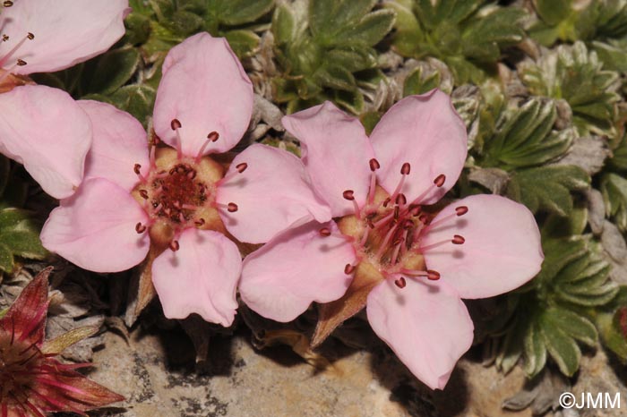 Potentilla nitida