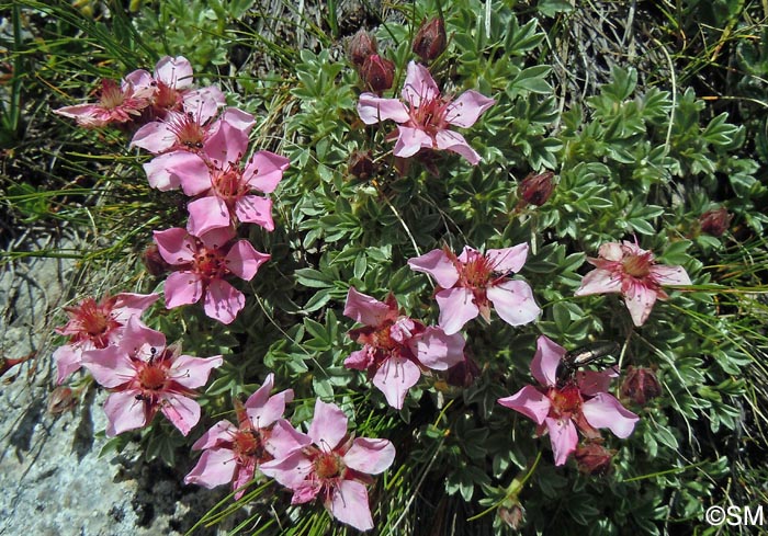 Potentilla nitida