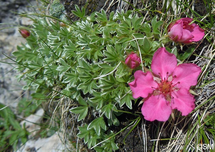 Potentilla nitida