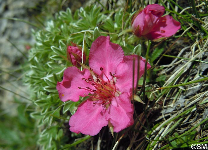 Potentilla nitida