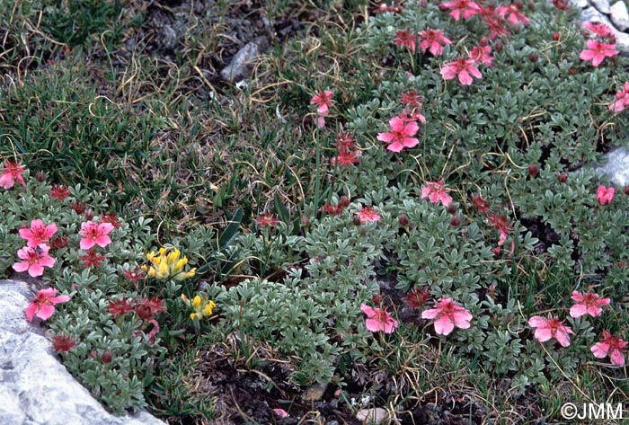 Potentilla nitida