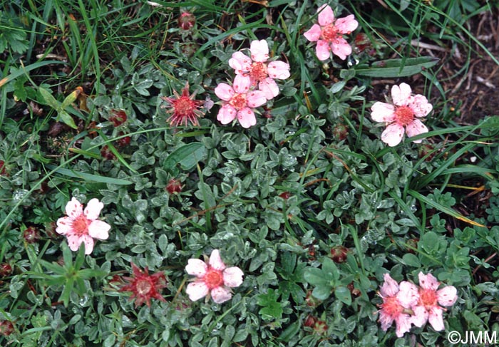 Potentilla nitida