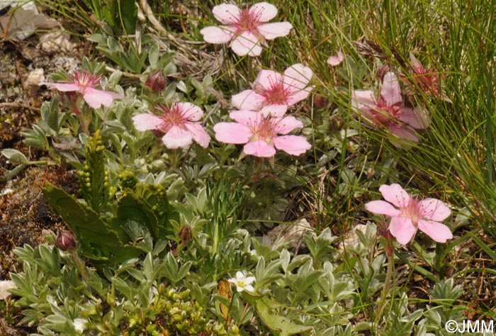 Potentilla nitida & Botrychium lunaria