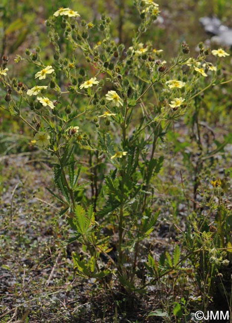 Potentilla recta