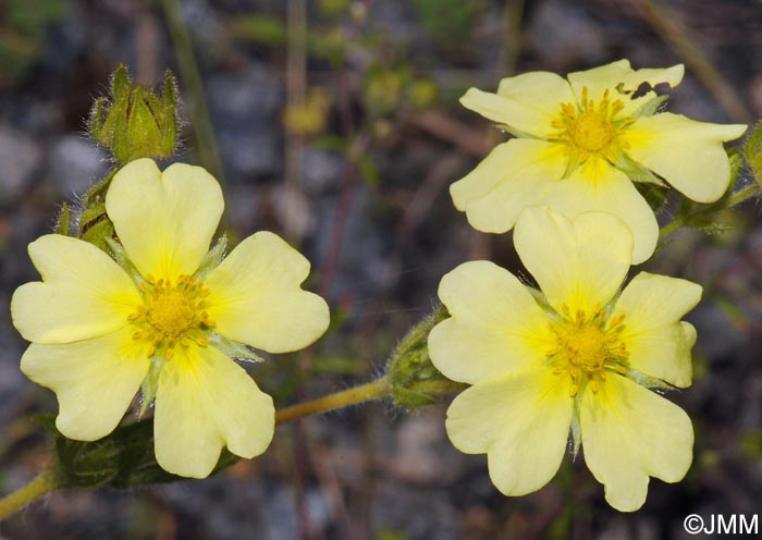 Potentilla recta