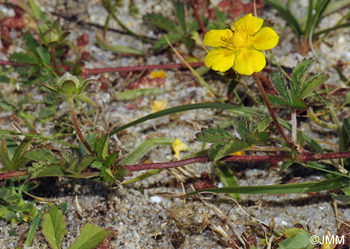 Potentilla reptans