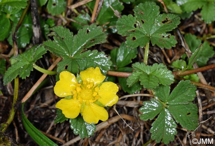 Potentilla reptans