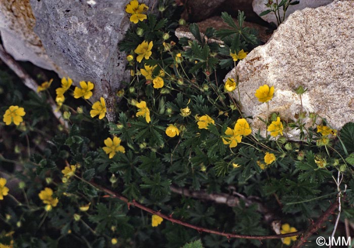 Potentilla reptans