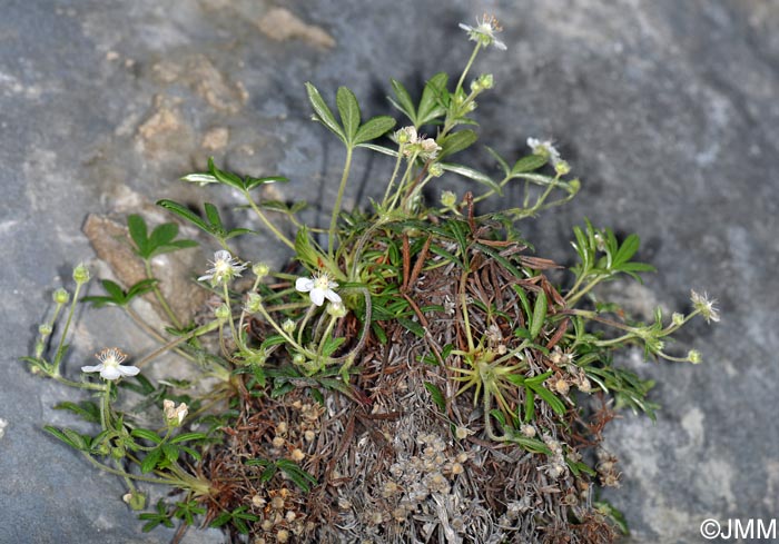 Potentilla saxifraga