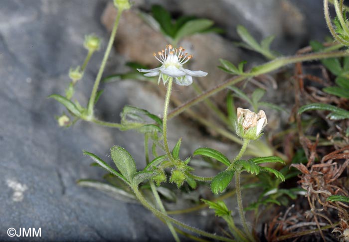 Potentilla saxifraga