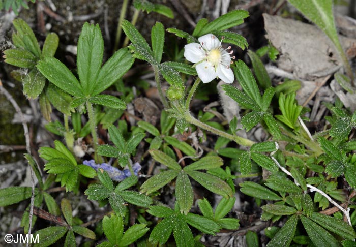 Potentilla saxifraga