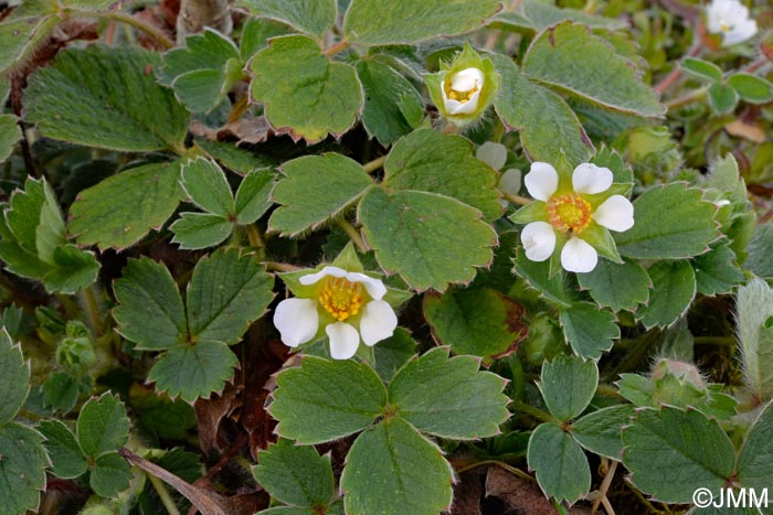 Potentilla sterilis