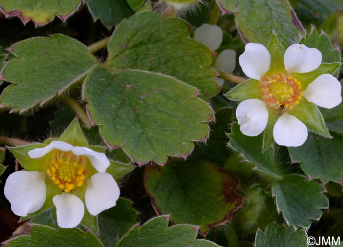 Potentilla sterilis