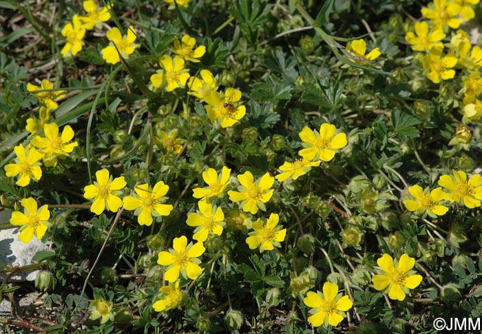 Potentilla verna