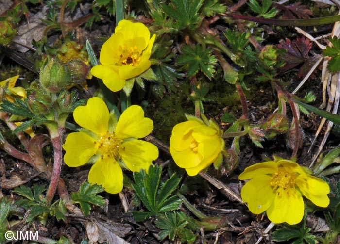 Potentilla verna